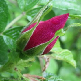 Rosier in Red Japan, rough red rose, Rosa Rugosa Rubra